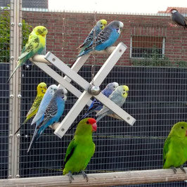 Riesenrad Vogelspielzeug für Sittiche und kleine Papageien